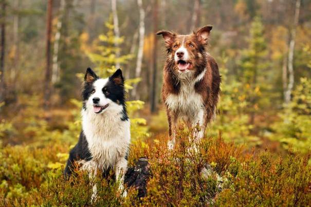 10686857_647323992053214_151626057143916682_n