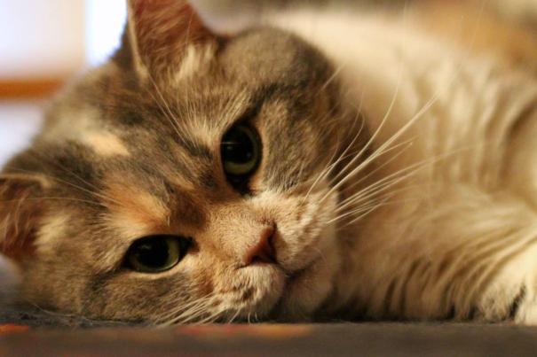 432213_161399770645641_1695621324_n