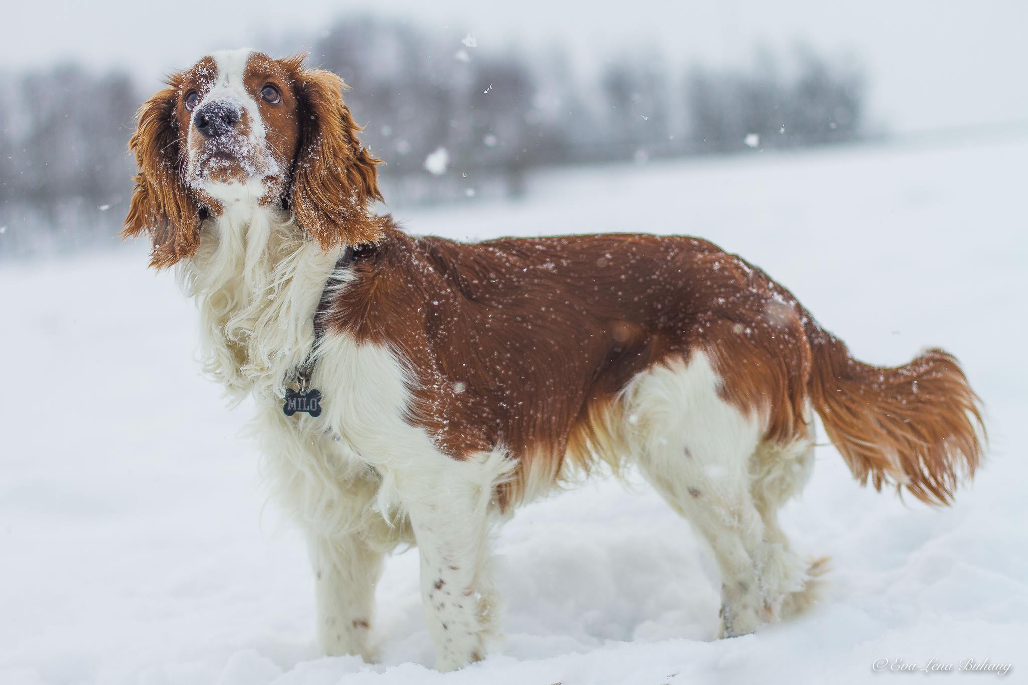 16667146_1187919064660368_348238814_o