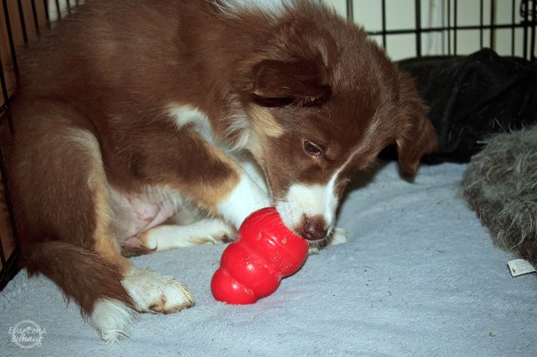 Luna som valp med sitt første Kong-måltid!