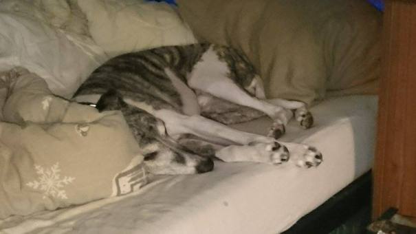 Det tok på å jobbe en hel dag, sa Hugin, og kollapset på sengen!