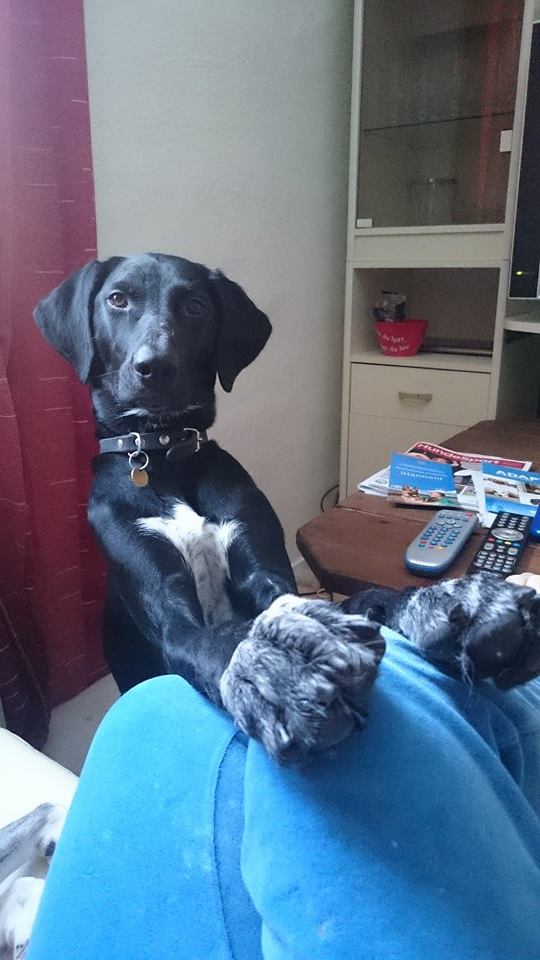 10945464_701732463279033_1477297091_n