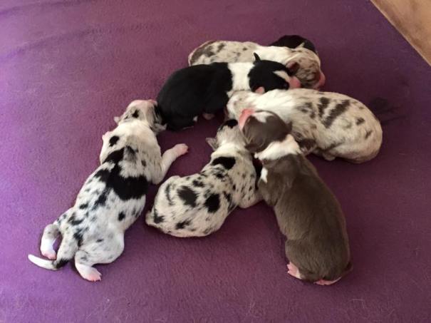 10404896_810005089076399_8703237175672475734_n