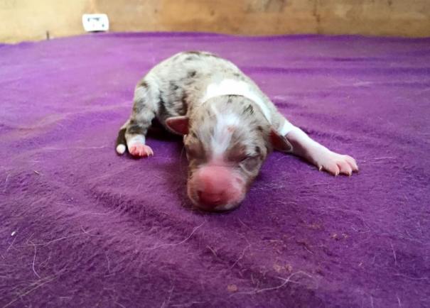 10906583_810004989076409_5535715849772855814_n