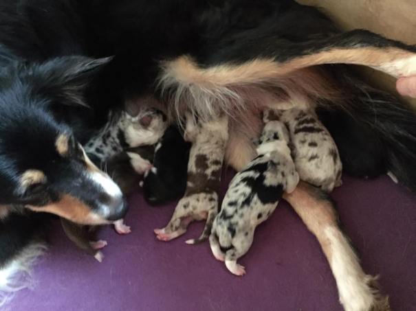 11020481_809846139092294_7857732687696393117_n (1)