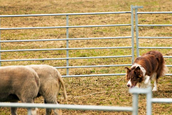 Noe roligere, dog giret hun seg opp og gjorde "utfall" rett etterpå