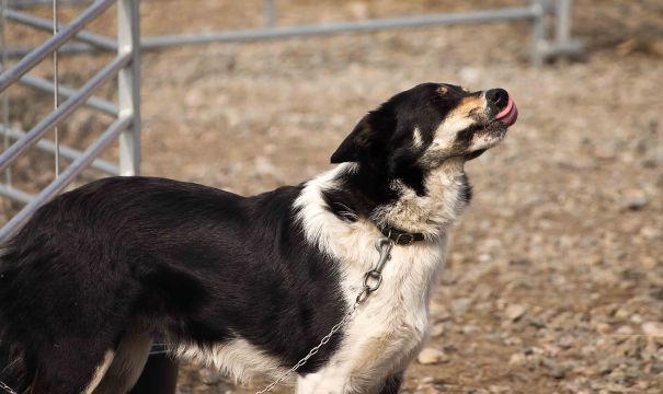 Ei fantastisk søt tispe jeg ikke husker navnet på
