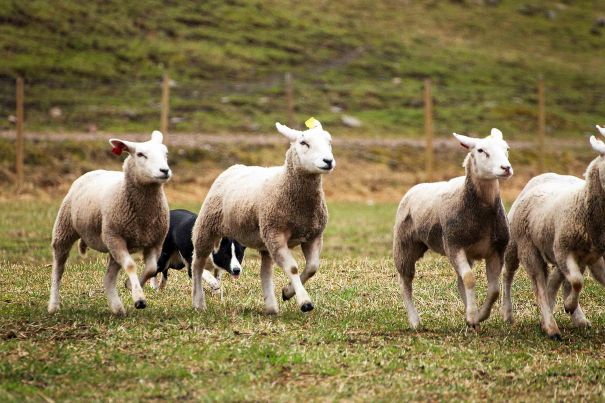 Nye sauer blir hentet!