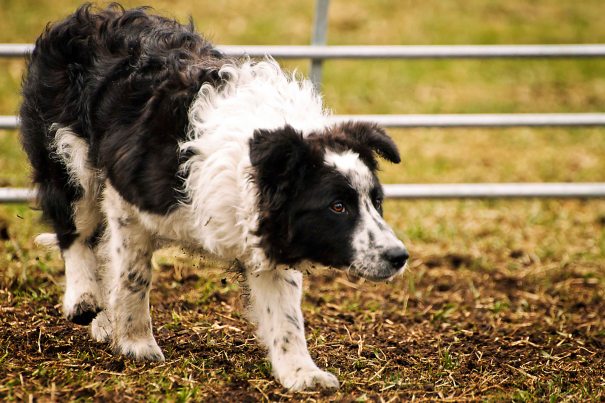 Nala, kursets yngste hund. 5,5 mnd gammel og helt fantastisk flink! Naturlig god!