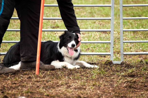 Butch (eller Buck, eller noe annet liknende) mottar velfortjent kos og ros!