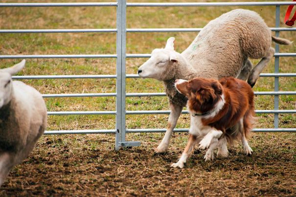 Litt ute av kontroll igjen, og en smule overrasket over å ha en sau ved hennes side!
