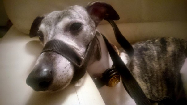 12236812_850301011755510_583955223_o copy