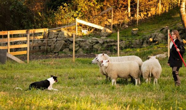 12049740_841707235948221_4061867365581180761_n