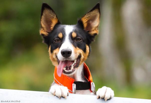 Zera er en glad hund som elsker å trene! Foto: Marie Balstad