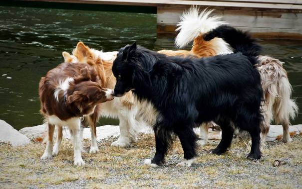 1604753_543077589144522_9113377745075804833_n