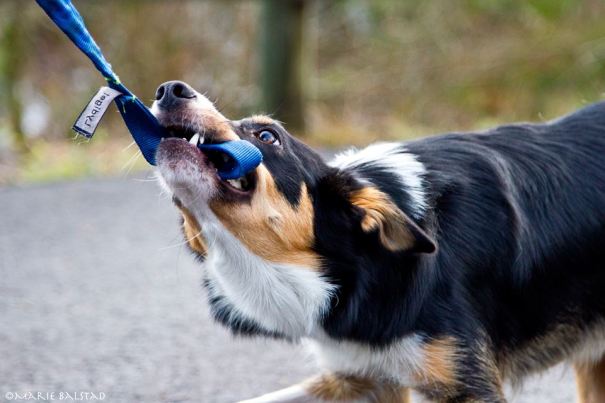 Zera blir belønnet med leke. Foto: Marie Balstad