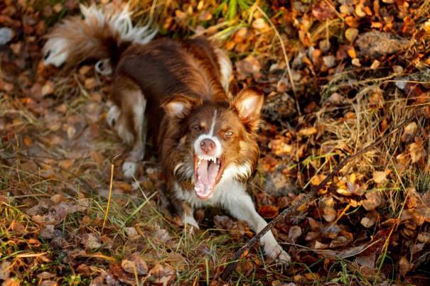 379642_465535686898713_1253359089_n