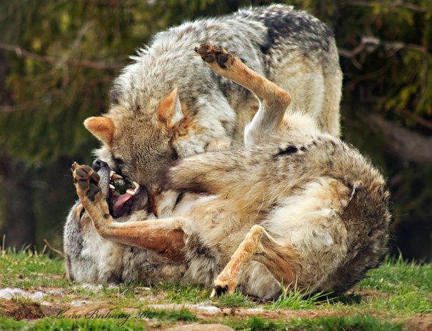 401810_232613990190885_1906991641_n