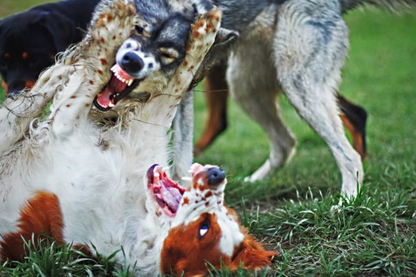 488203_256081911177426_1154836368_n