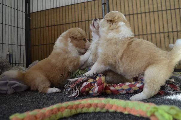 10463954_10207342476854933_8835436193643458322_n