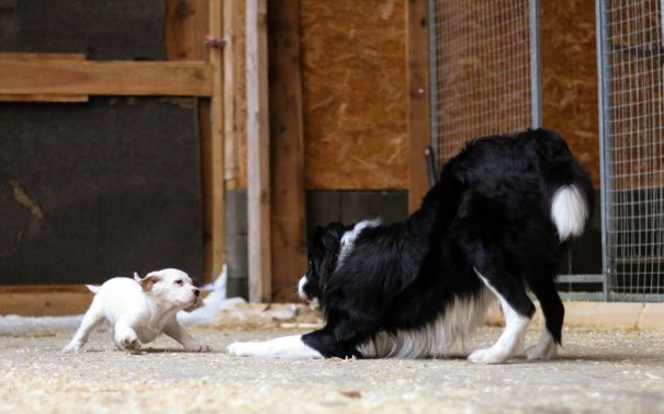 13410755_646673182140036_124119810_o